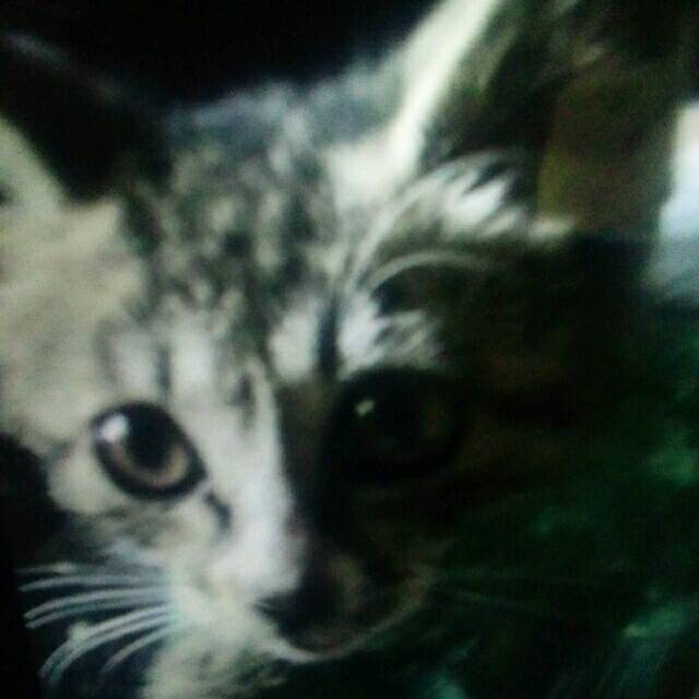 qq_独孤败天23