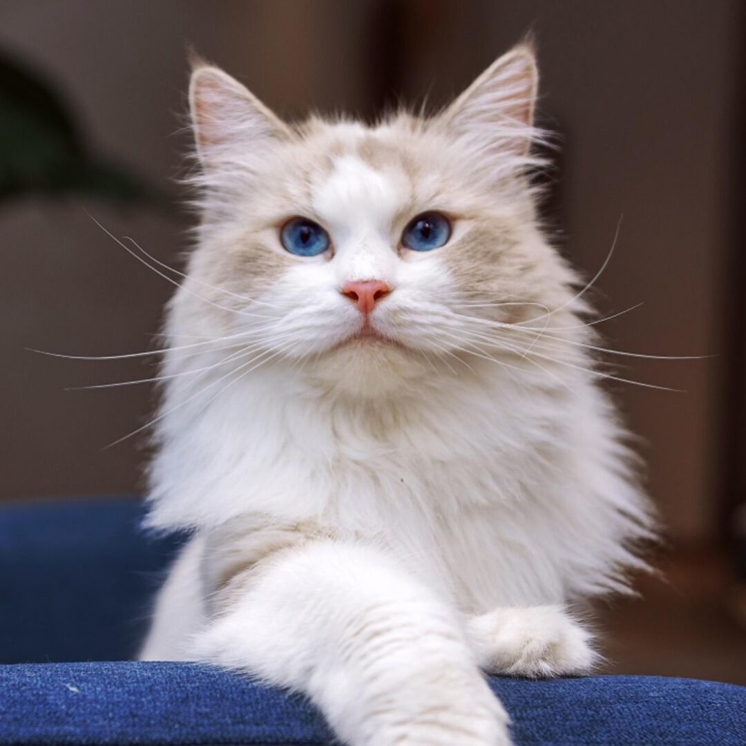 qq_