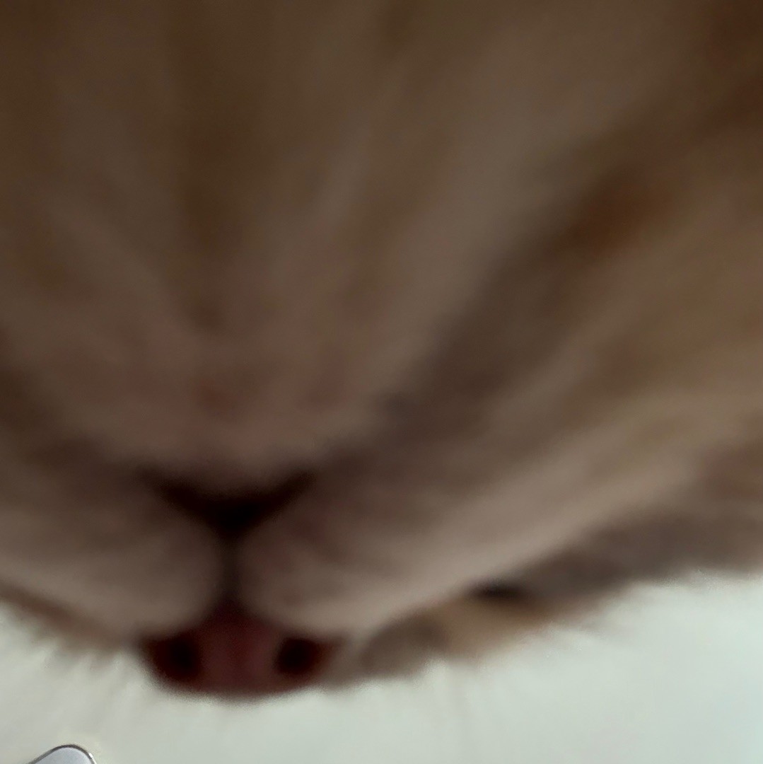 高冷儿子俏亲爹