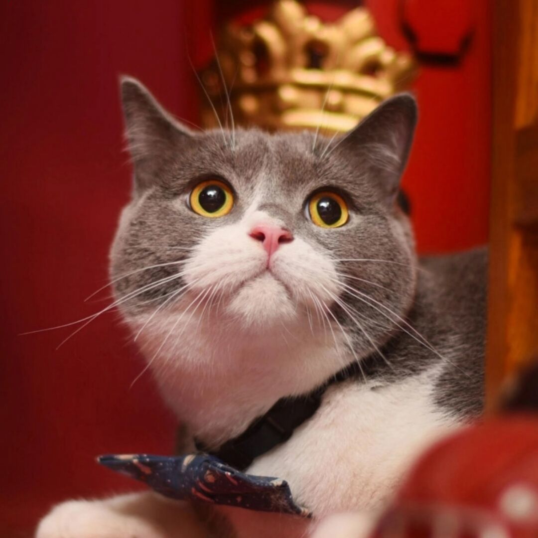 qq_的哥72