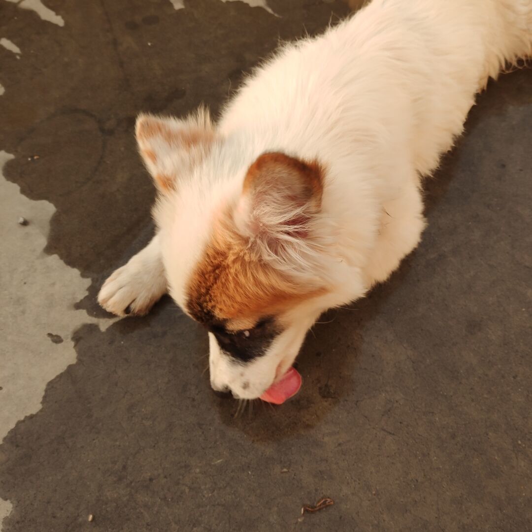 qq_小怪42