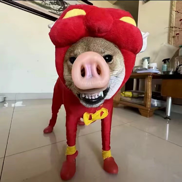 qq_傻44