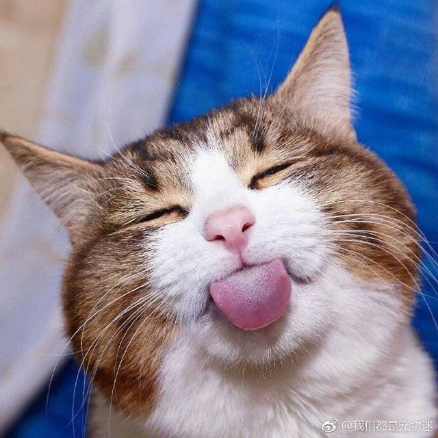 ㄣ鱼╭ァ燕ㄜ