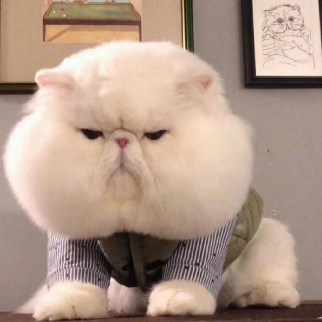 臭鼬