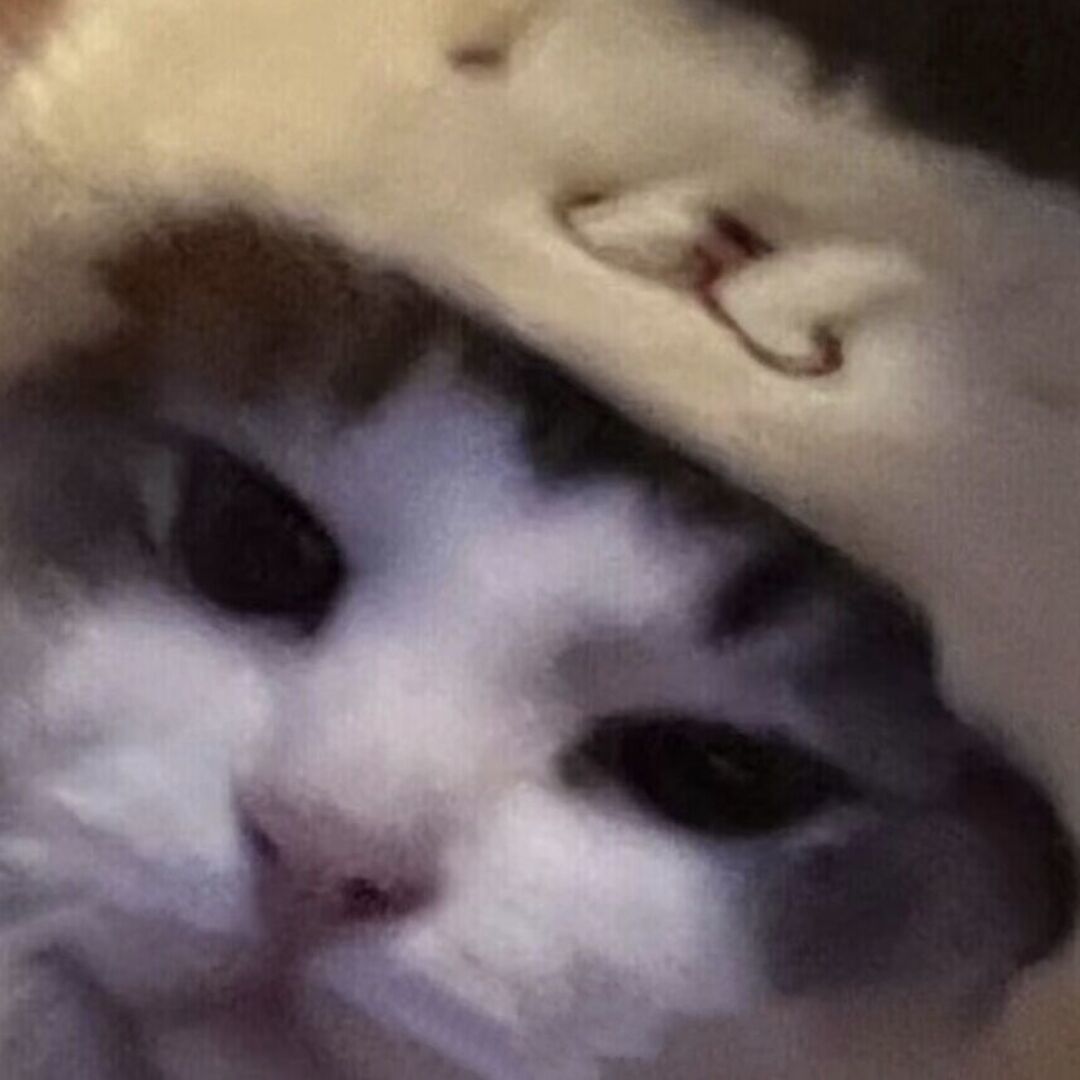 qq_爱王宝宝50