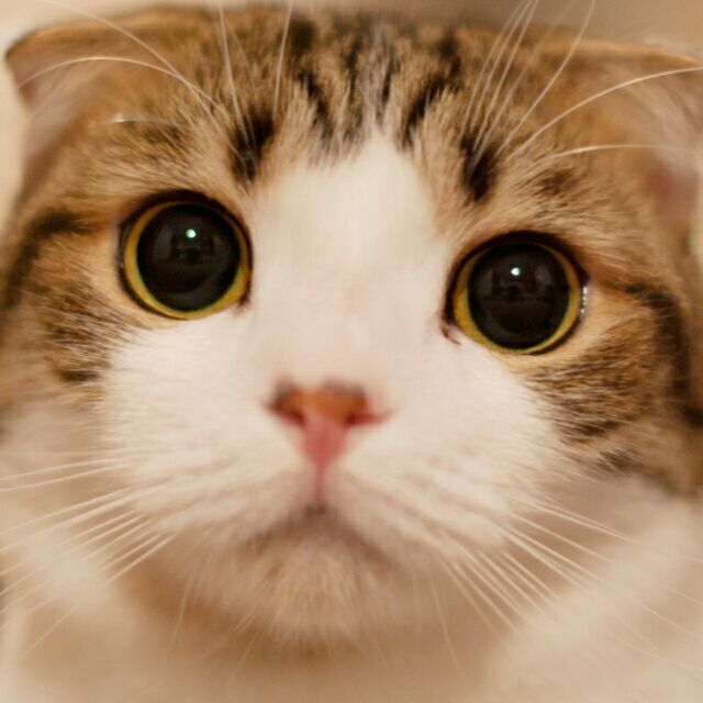 缚风灵