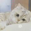 白纸黛鸢-【TITAIKE】T太科网