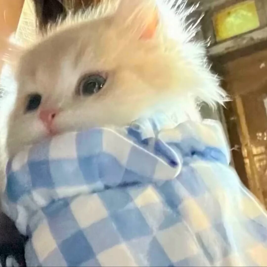qq_等杯冰美式.70
