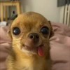 CuteDogPwcll - 玩机公社-玩机公社