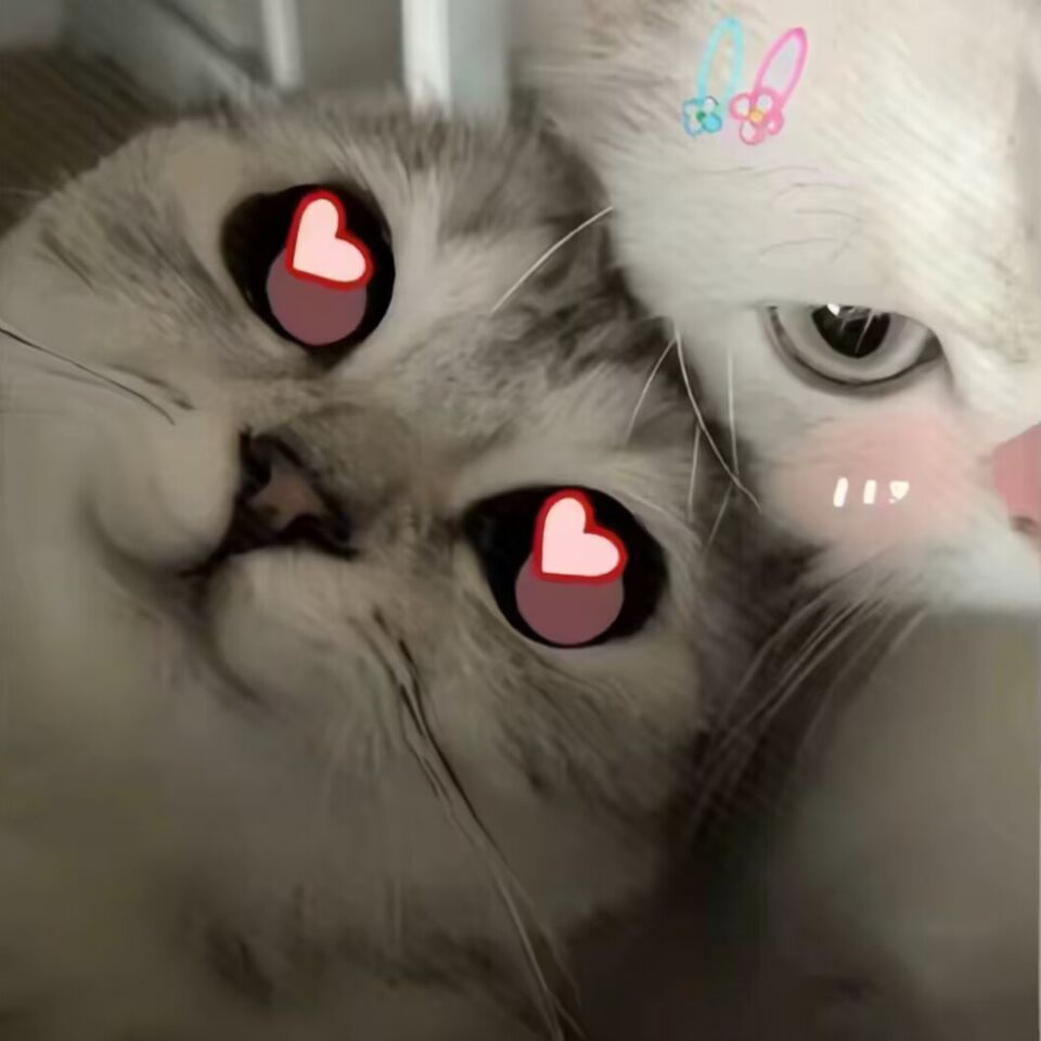qq_龞35
