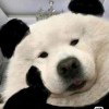 用户40723334-iPA资源站
