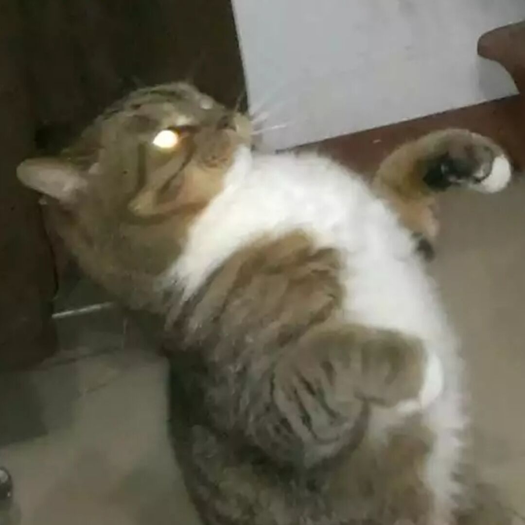 qq_淡出26