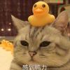 bankui-【TITAIKE】T太科网