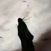 威雀-【TITAIKE】T太科网
