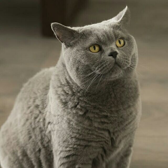 qq_₯ ye29