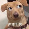 xiacon886-【TITAIKE】T太科网