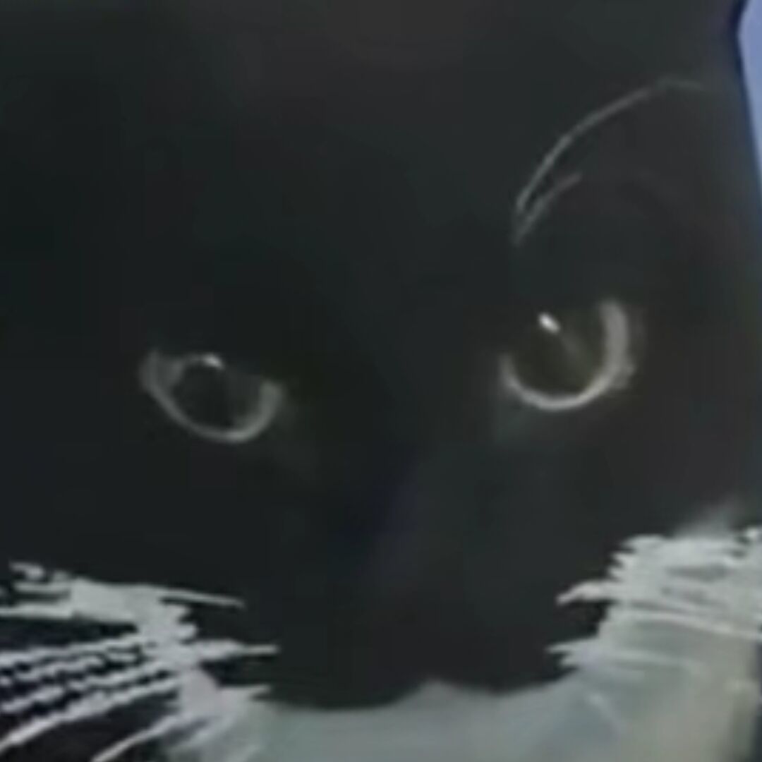 qq_臭猫69
