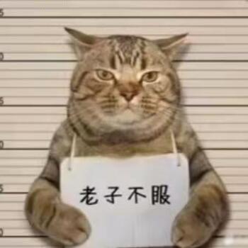 Solitary cat