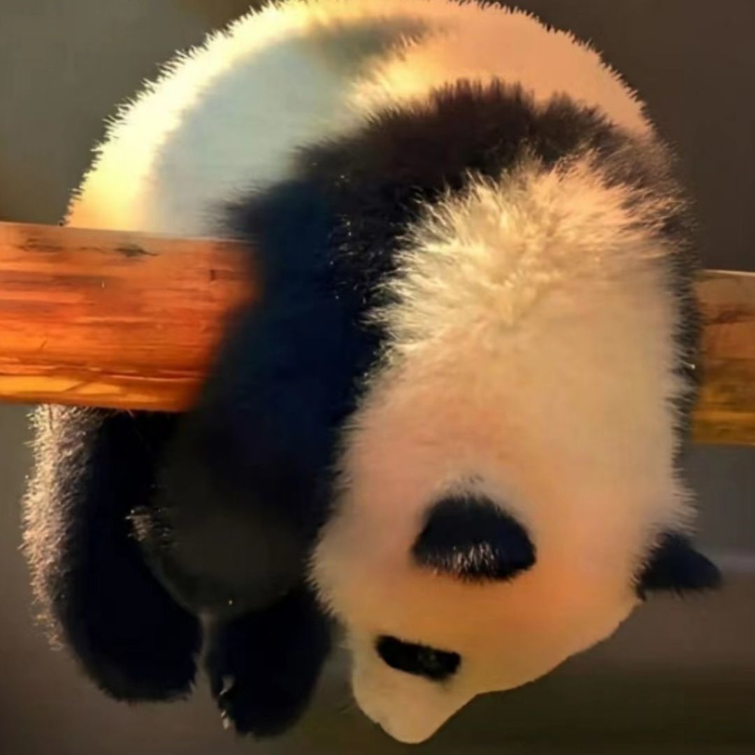 qq_柚橘61