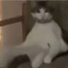 mao mao-【TITAIKE】T太科网
