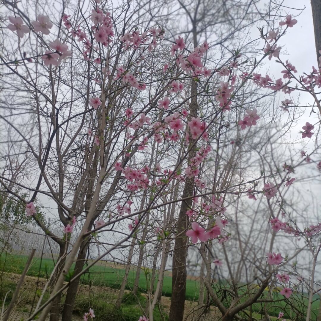 qq_老威11