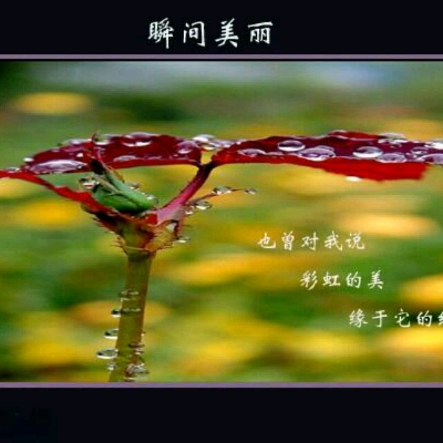 qq_黄花鱼40
