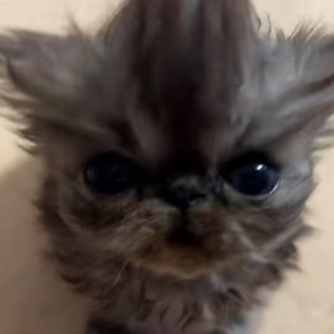 qq_金士杰11