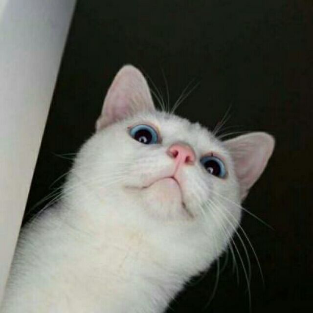 qq_♞52