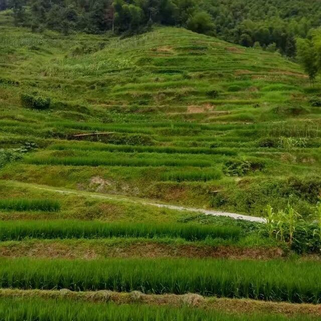 qq_蓝心94