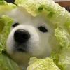 Ohtyug-【TITAIKE】T太科网