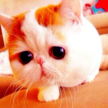 qq_26238150818