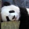 捕风的男子-手游资料站