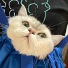 小猫大王
