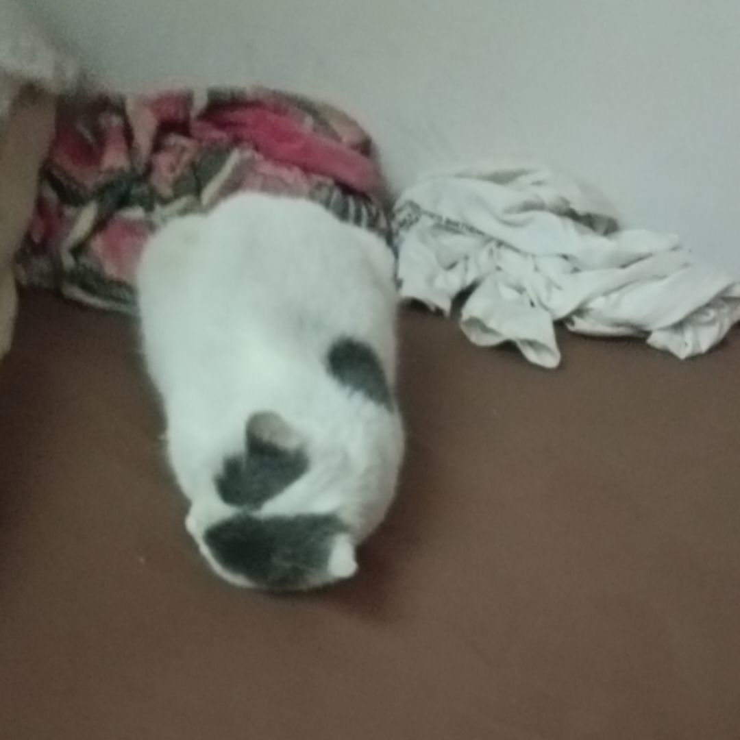 qq_彭88