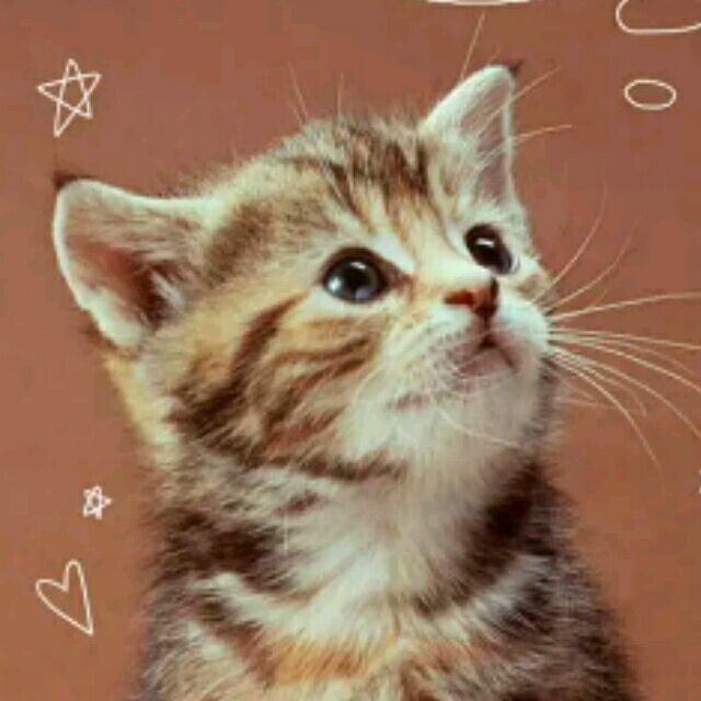 不恋猫的鱼