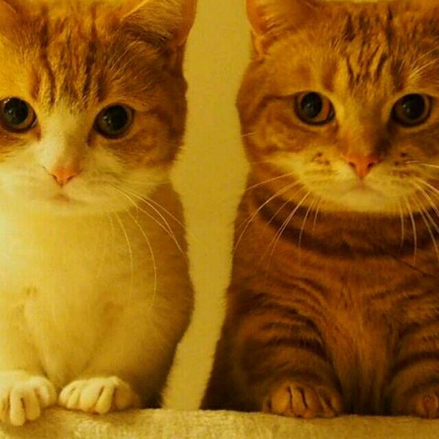 qq_╰☆依旧ぷ︶ㄣ65