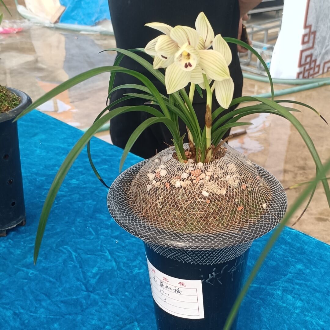 qq_回头30