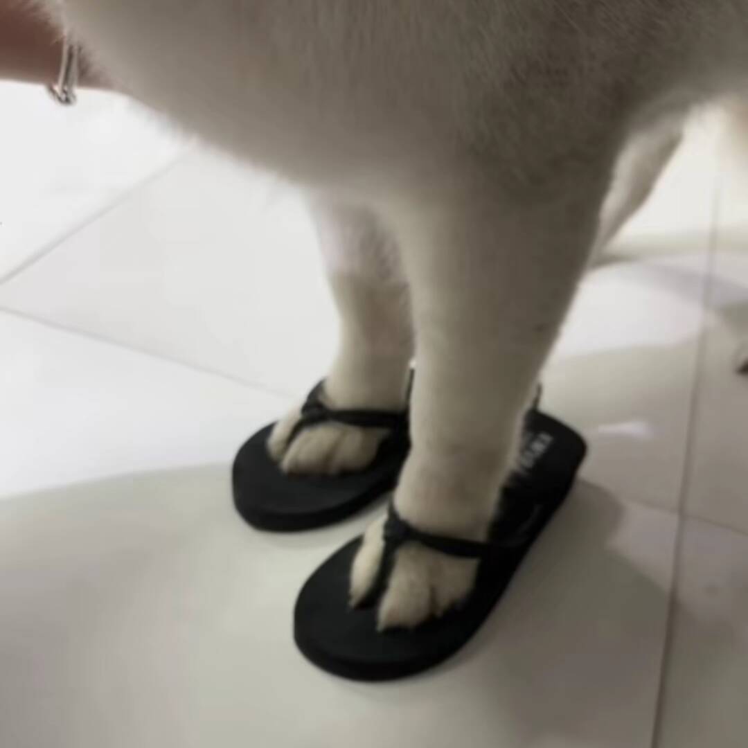 qq_朱邮蒙了心34