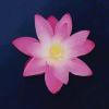 杜璐文-【TITAIKE】T太科网