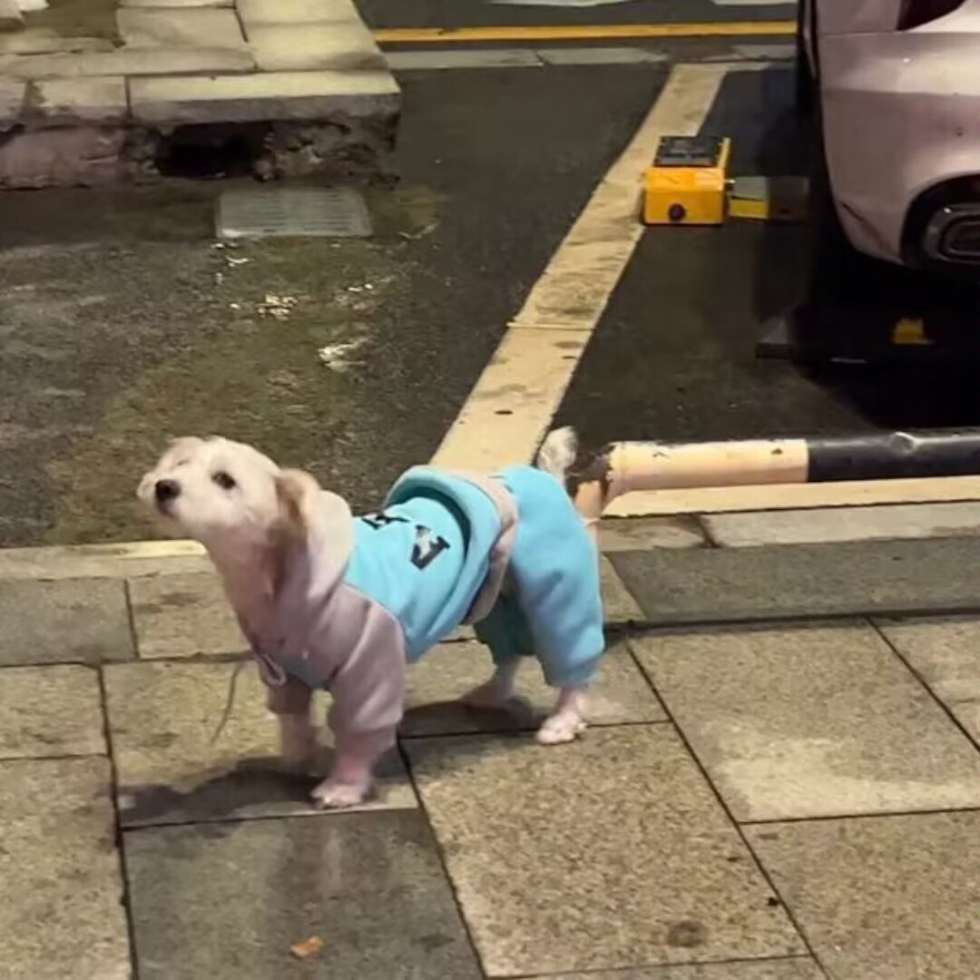 qq_一念执着.11