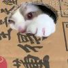 长庚星