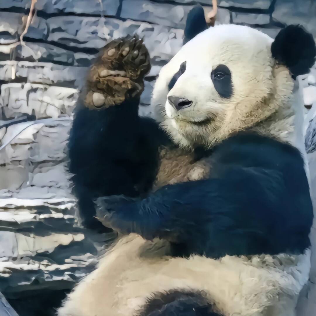 qq_雪灵梦78