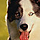 littledog
