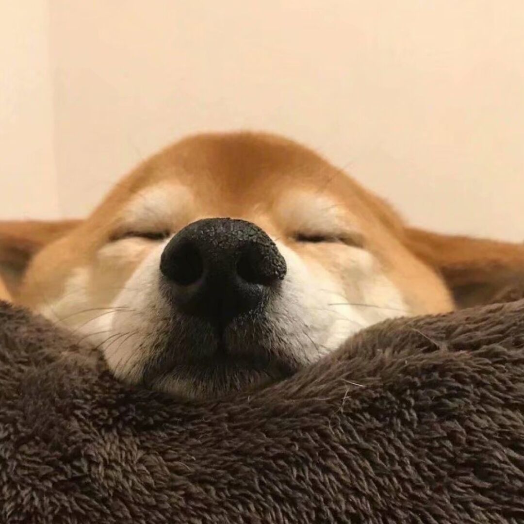 qq_剑狗38