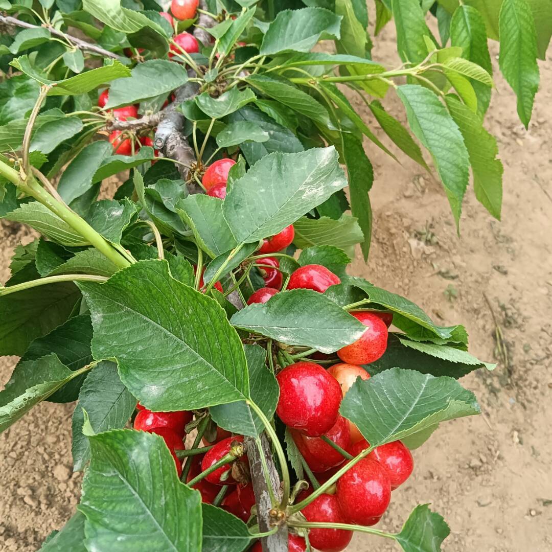 qq_放飞梦想80