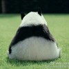 Nala瑛