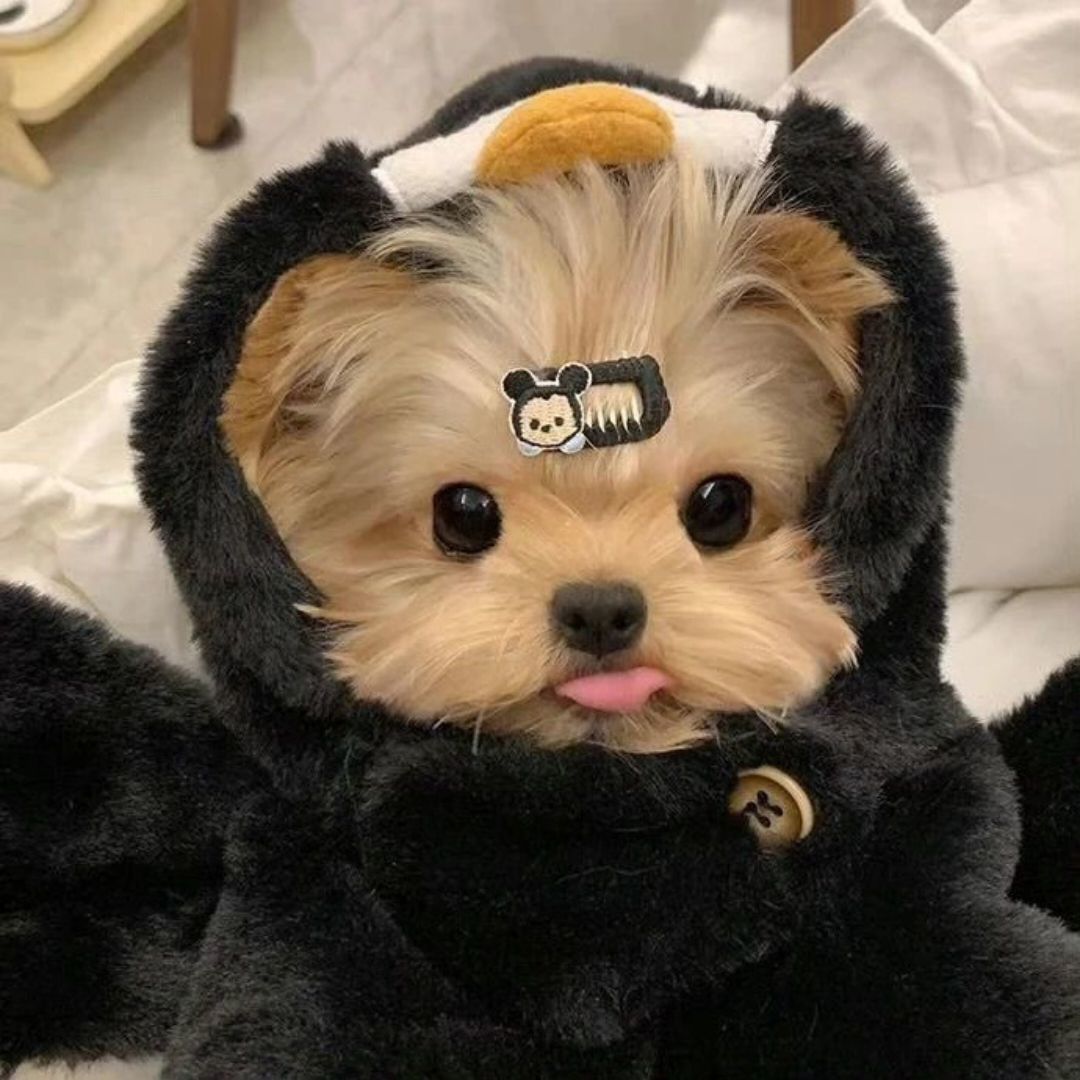 qq_明月清风36