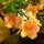 芳芳