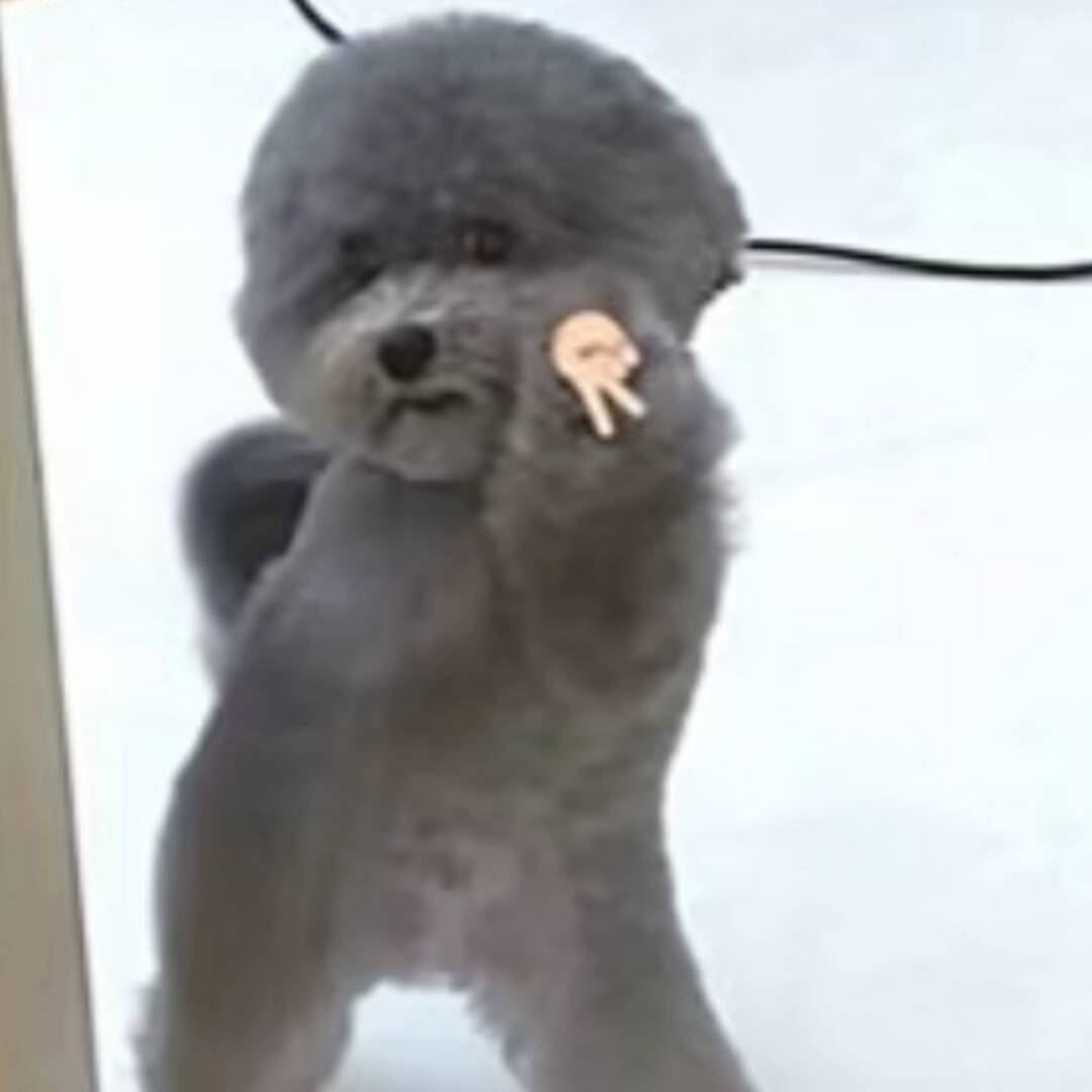 qq_肖羽81