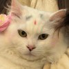 爱新觉罗·皮特·格里芬-iPA资源站